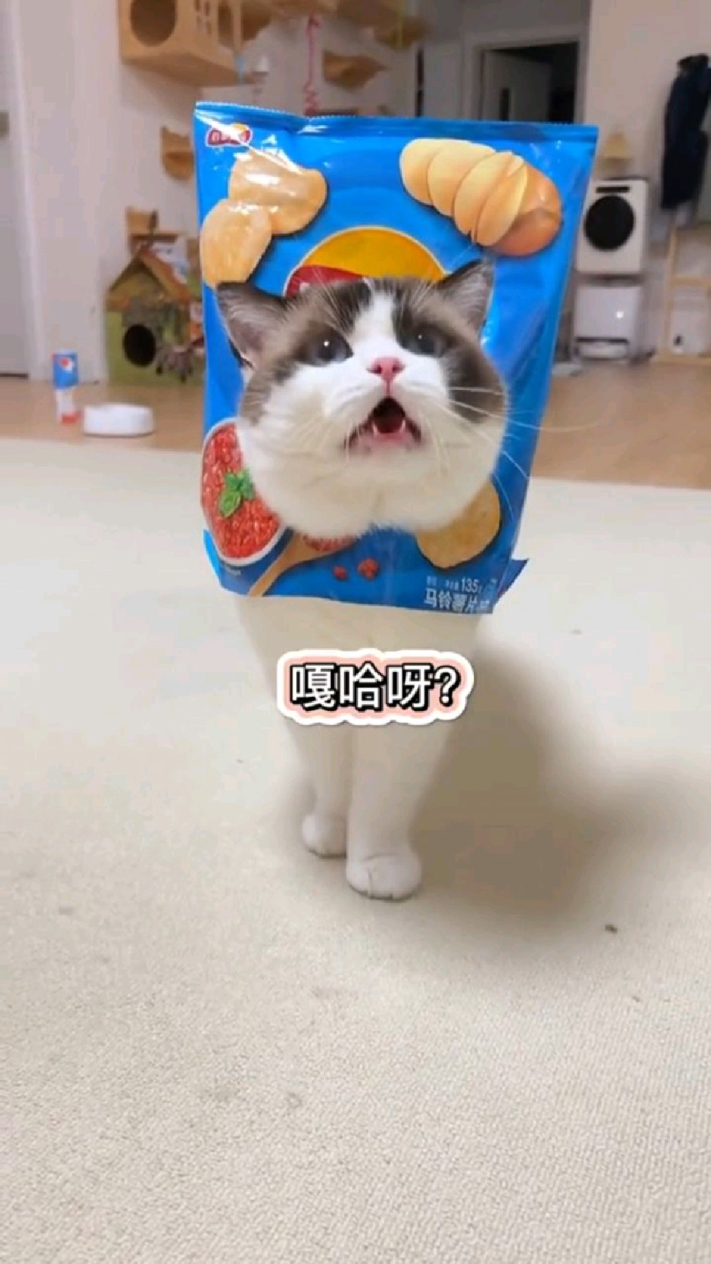 吃过的薯片不要扔,留着拍照啊!如果没有薯片可以找我下单哈...