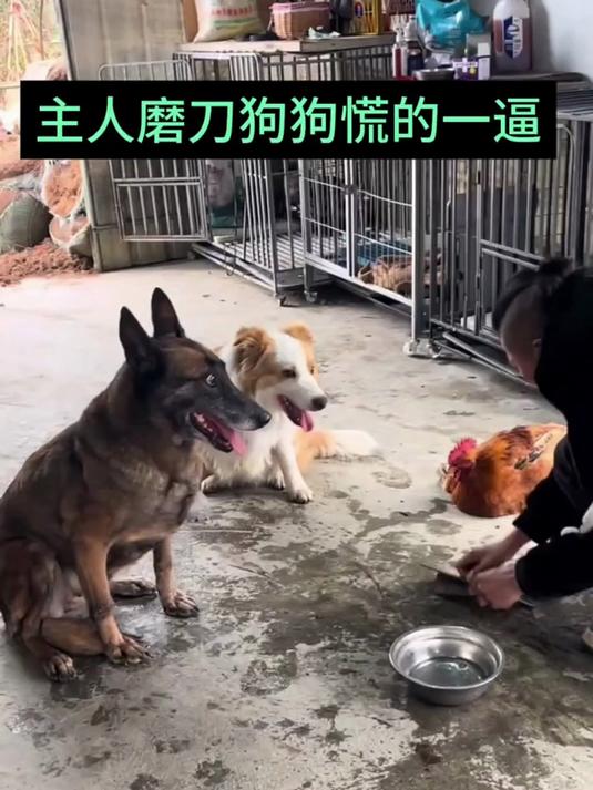 主人磨刀霍霍要杀鸡,边上的两只狗子后背发凉,心里慌得一批
