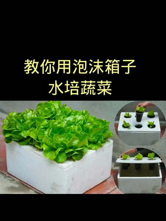 水培蔬菜