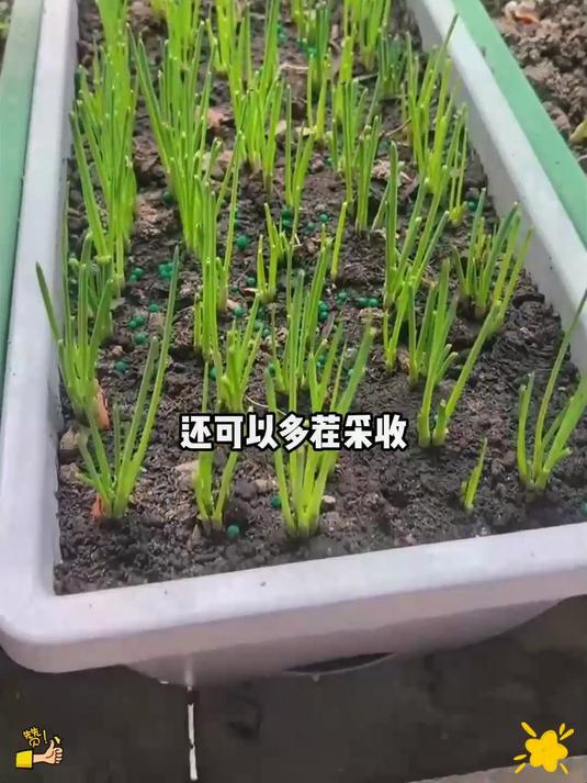 一年四季都可以种的四季小香葱,简单易种,耐寒耐热