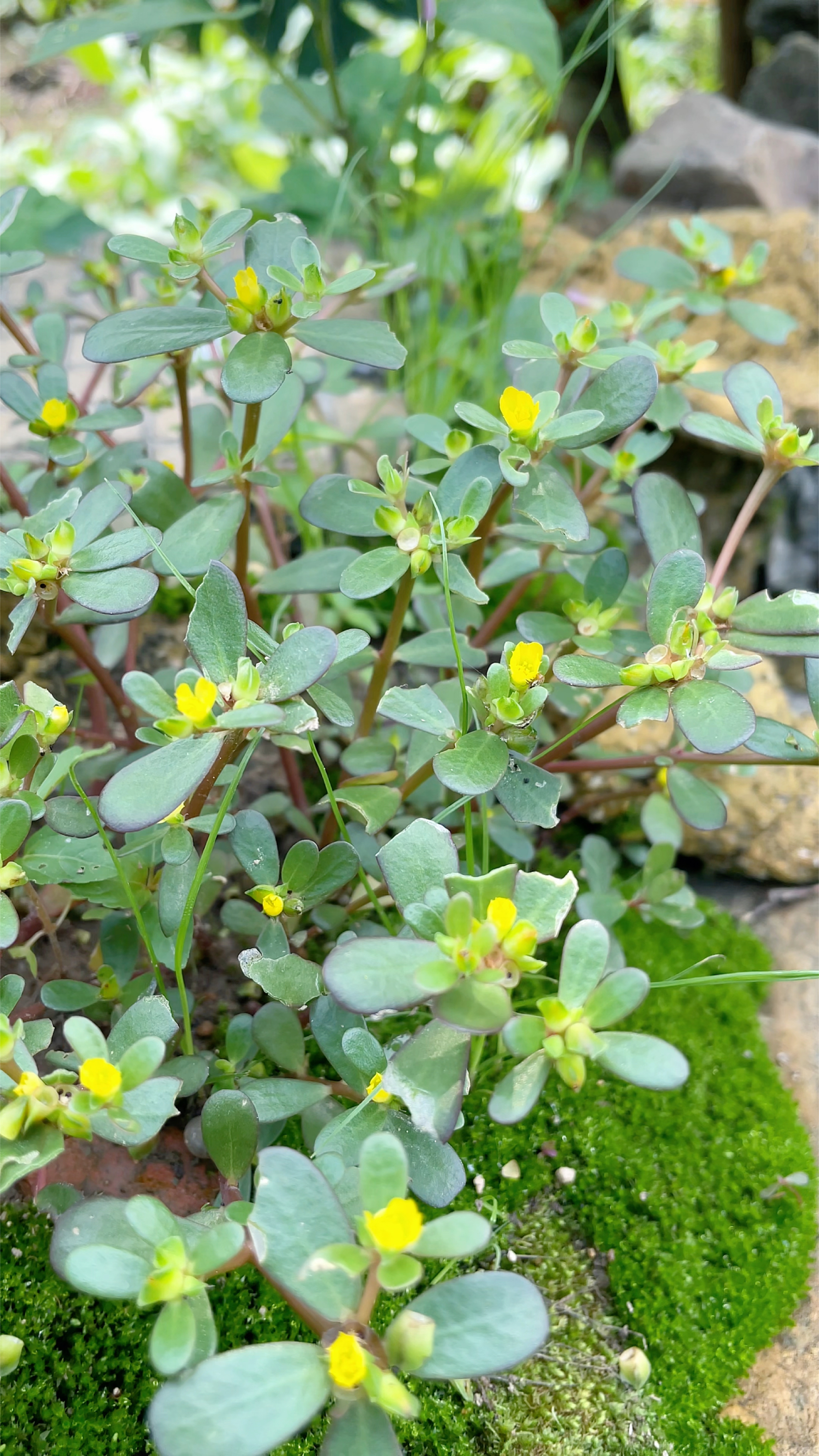 马齿苋又名瓜子菜、蚂蚱菜