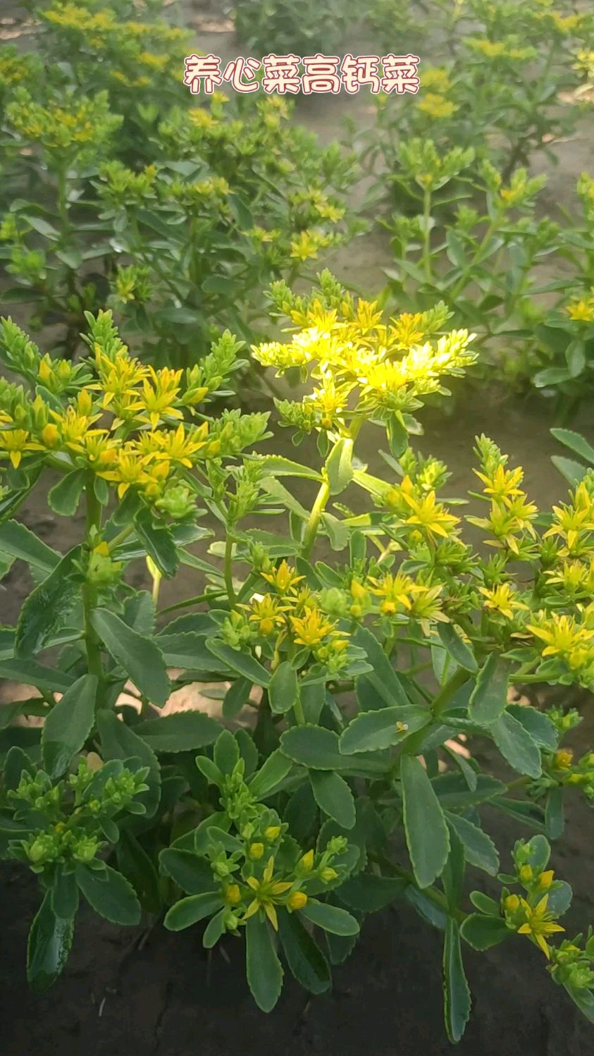 养心菜也叫高钙菜,养心又补钙,对三高好,做成茶叶,适合长期饮用