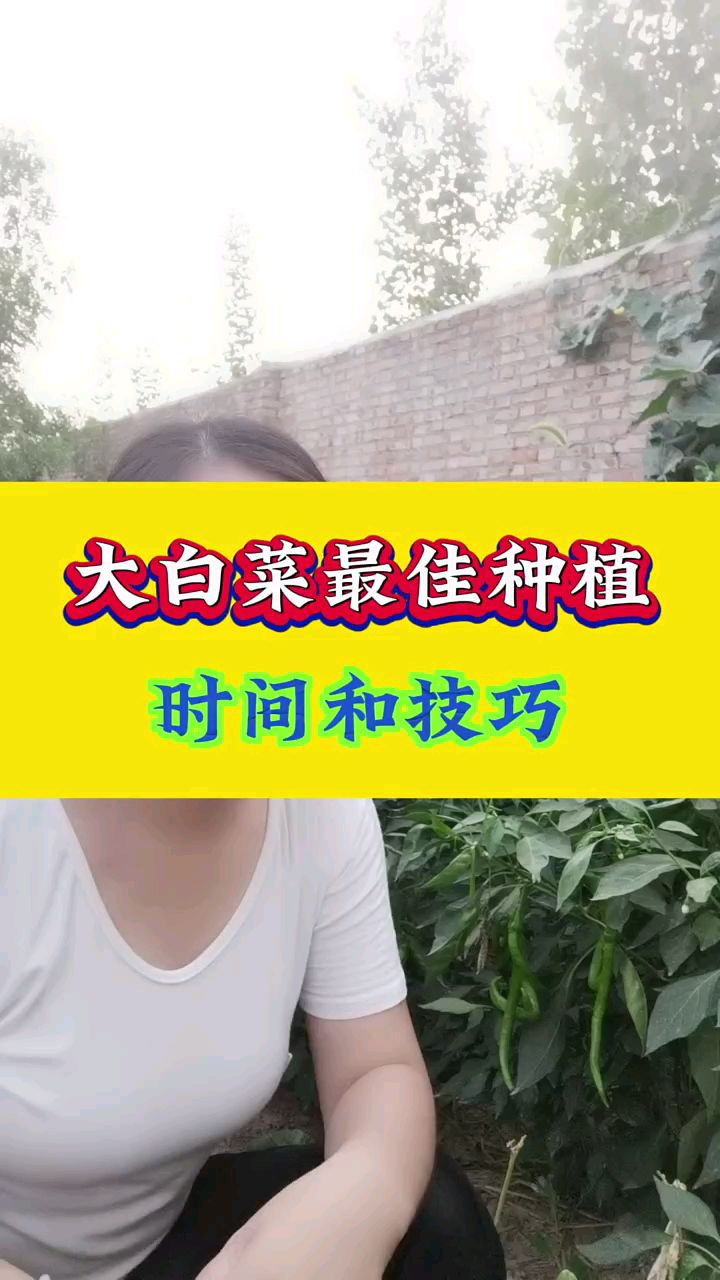 大白菜最佳种植时间和技巧