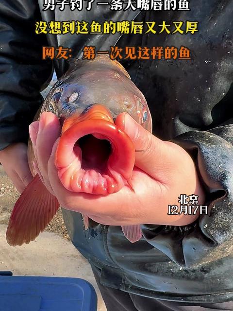 男子钓了一条大嘴唇的鱼,没想到这鱼的嘴唇又大又厚
