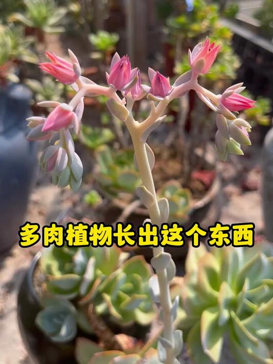 多肉是观叶植物，开花坏处非常多，长出花剑不要留恋，全部剪掉