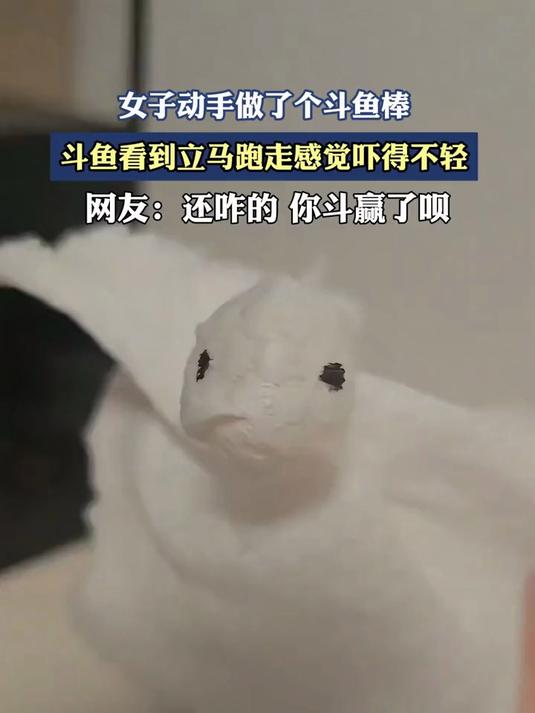 创意无限。女子动手做了个斗鱼棒，斗鱼看到立马跑走感觉吓得不轻