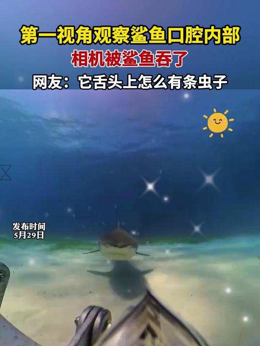 第一视角观察鲨鱼口腔内部,相机被鲨鱼吞了