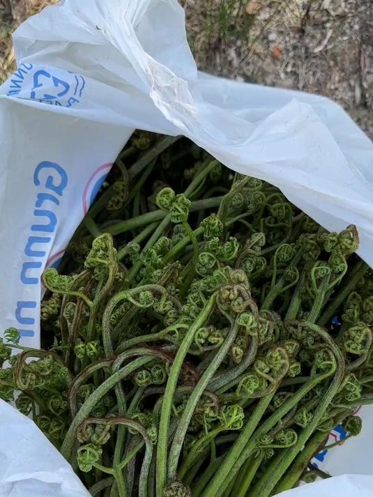 父母的爱朴实又深沉,在他们回国前些天,不停地采山野菜