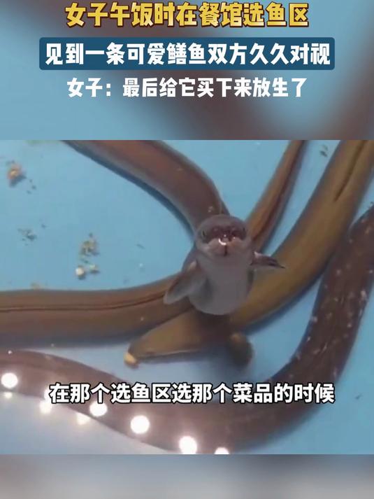 女子午饭时在餐馆选鱼区,见到一条可爱鳝鱼双方久久对视