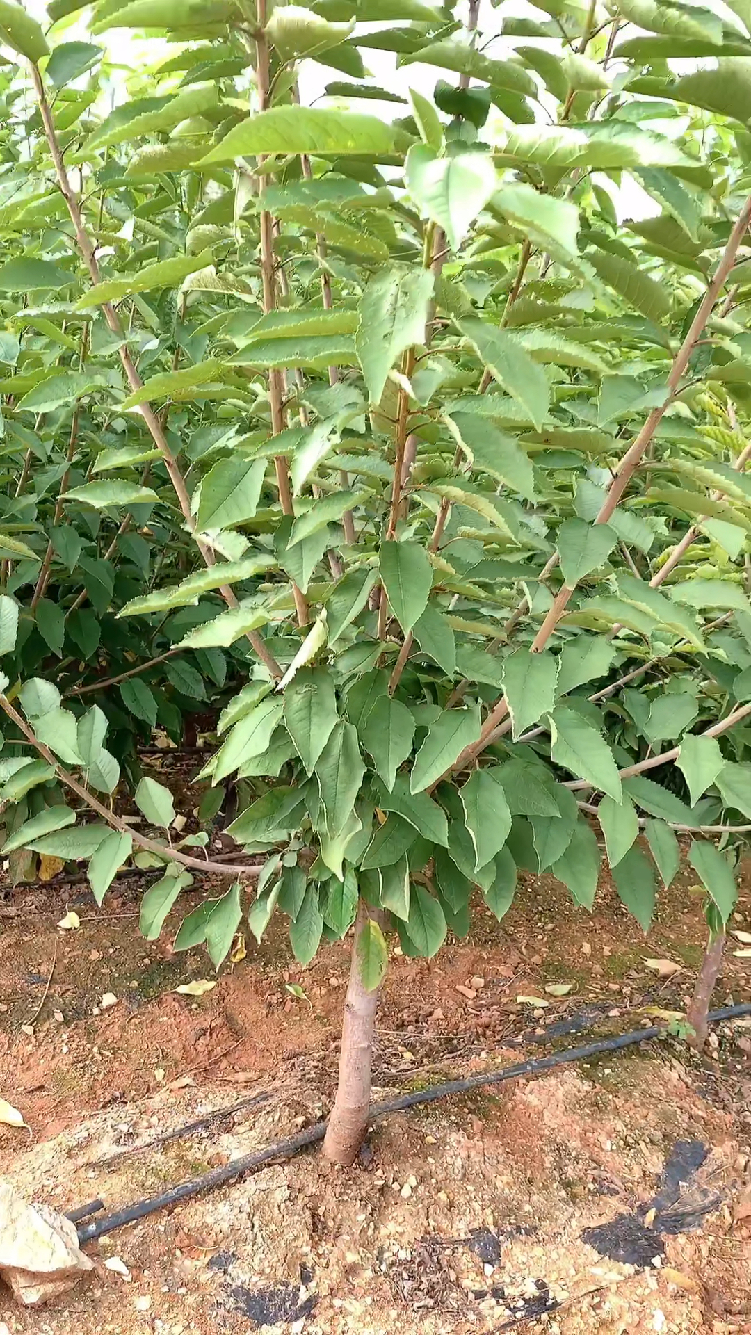 大樱桃最甜品种冰糖樱介绍