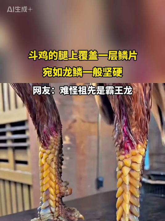 斗鸡的腿上覆盖一层鳞片，宛如龙鳞一般坚硬
