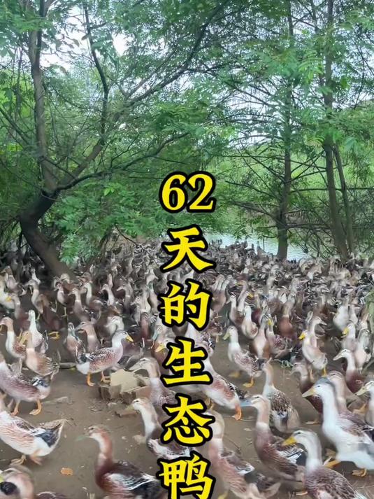出生的鸭宝一转眼都这么大了!这么多天没见,已经大变样了!