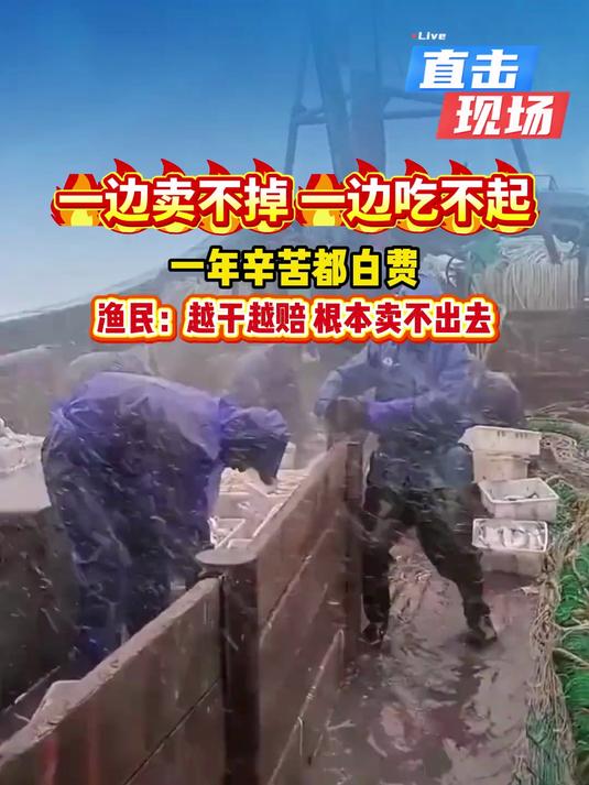 渔民赔钱卖,老百姓吃不起,到底哪里出了问题 #带鱼段 #带鱼