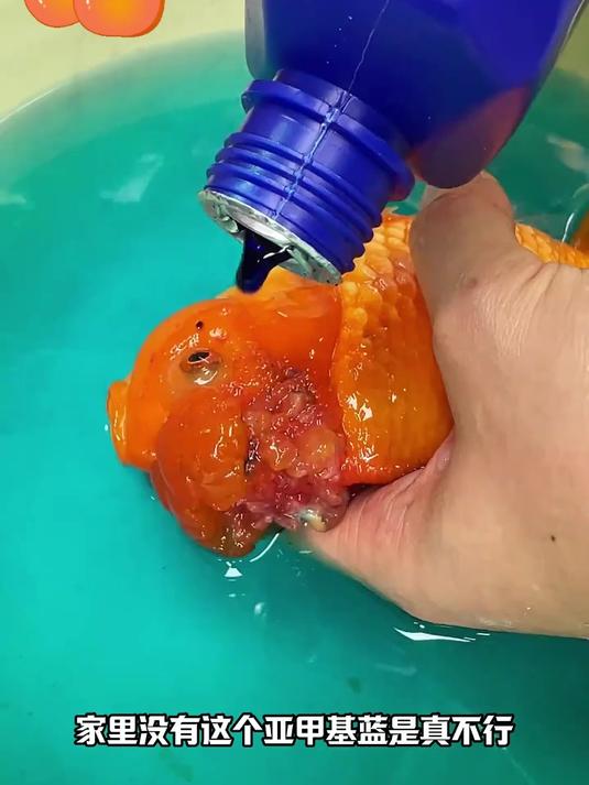 鱼缸里能放亚甲基蓝吗?养鱼老道告诉你