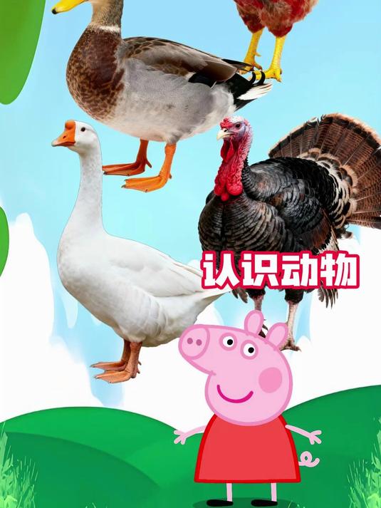 认识动物:大公鸡,鸭子,大白鹅和火鸡