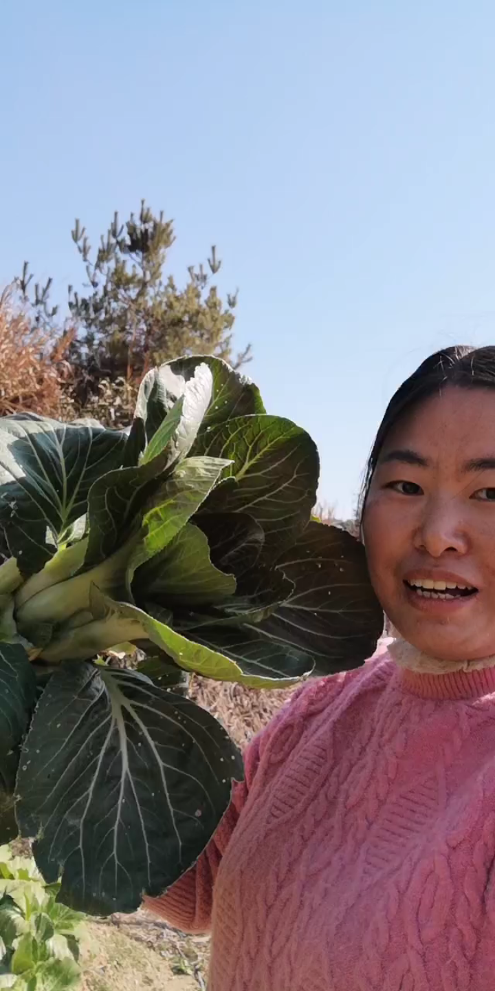 美丽大方的蔬菜之四季青