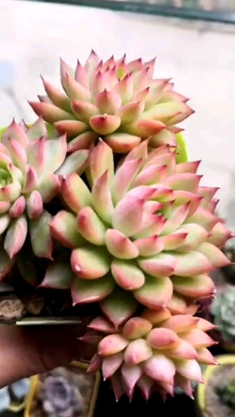 多肉植物女雏,好养容易上色,美丽不输小贵货