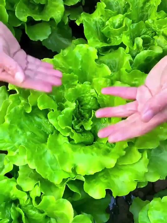 应季意大利生菜籽当茬最鲜嫩