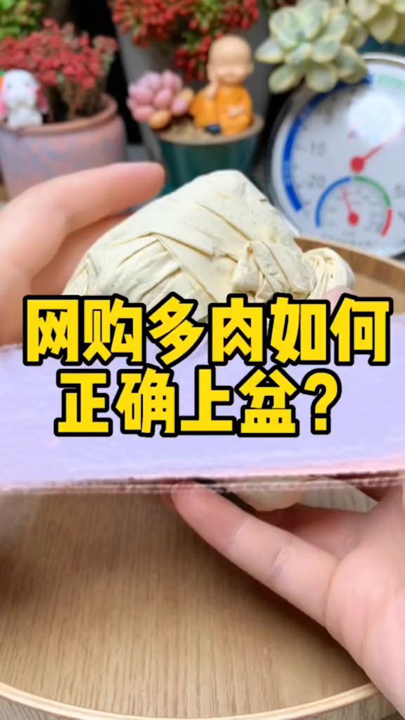 网购的多肉如何正确上盆