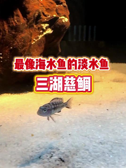 20块钱买的三湖慈鲷，你们看看值不值？#三湖慈鲷##养鱼#
