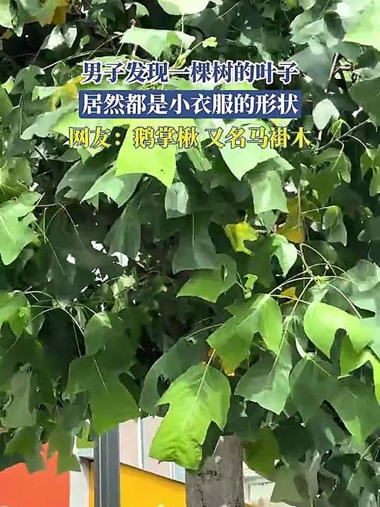 男子发现棵树的叶子,居然都是小衣服的形状,鹅掌楸,又名马褂木