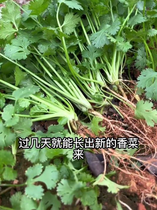 香菜种子发芽迅速,口感清爽鲜美,家庭种植超方便!