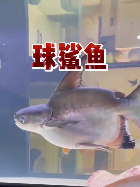 球鲨鱼