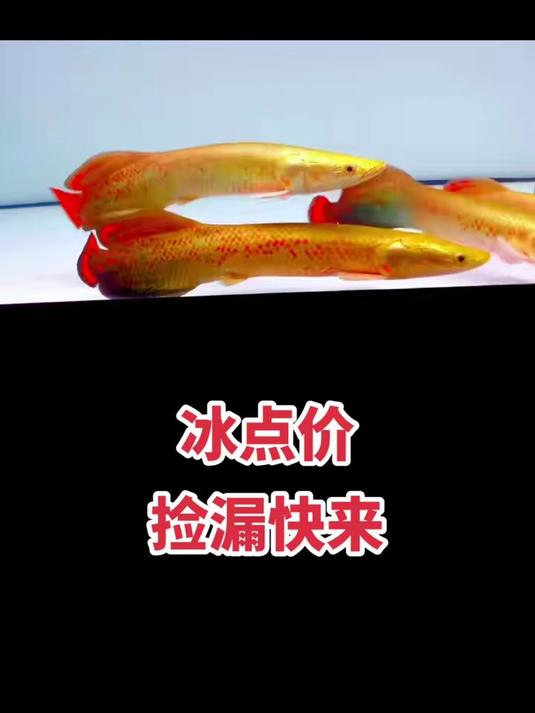 @四海一品渔业 爆花巨骨舌鱼,30～35公分
