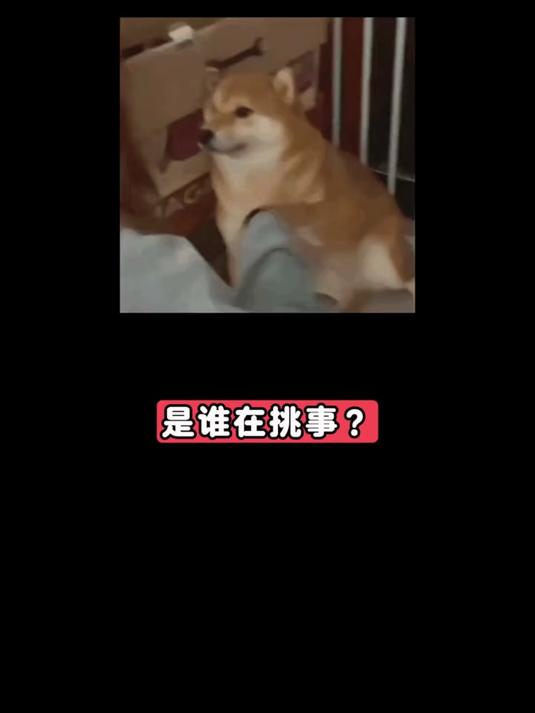 居然有人说中国菜刀切不了生鱼片