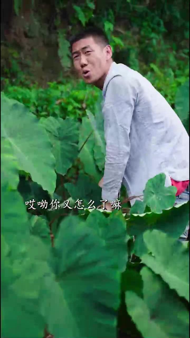柴米油盐人间烟火有人做饭有人等候麻辣芋头杆这道独特的菜