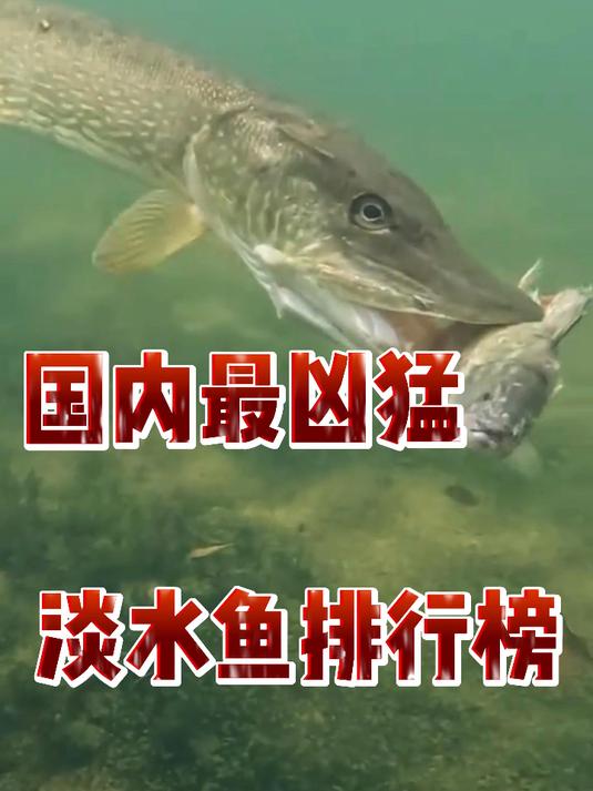 国内最凶猛淡水鱼排行榜