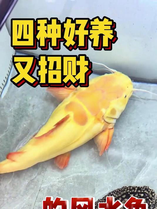 四种好养又招财的风水鱼