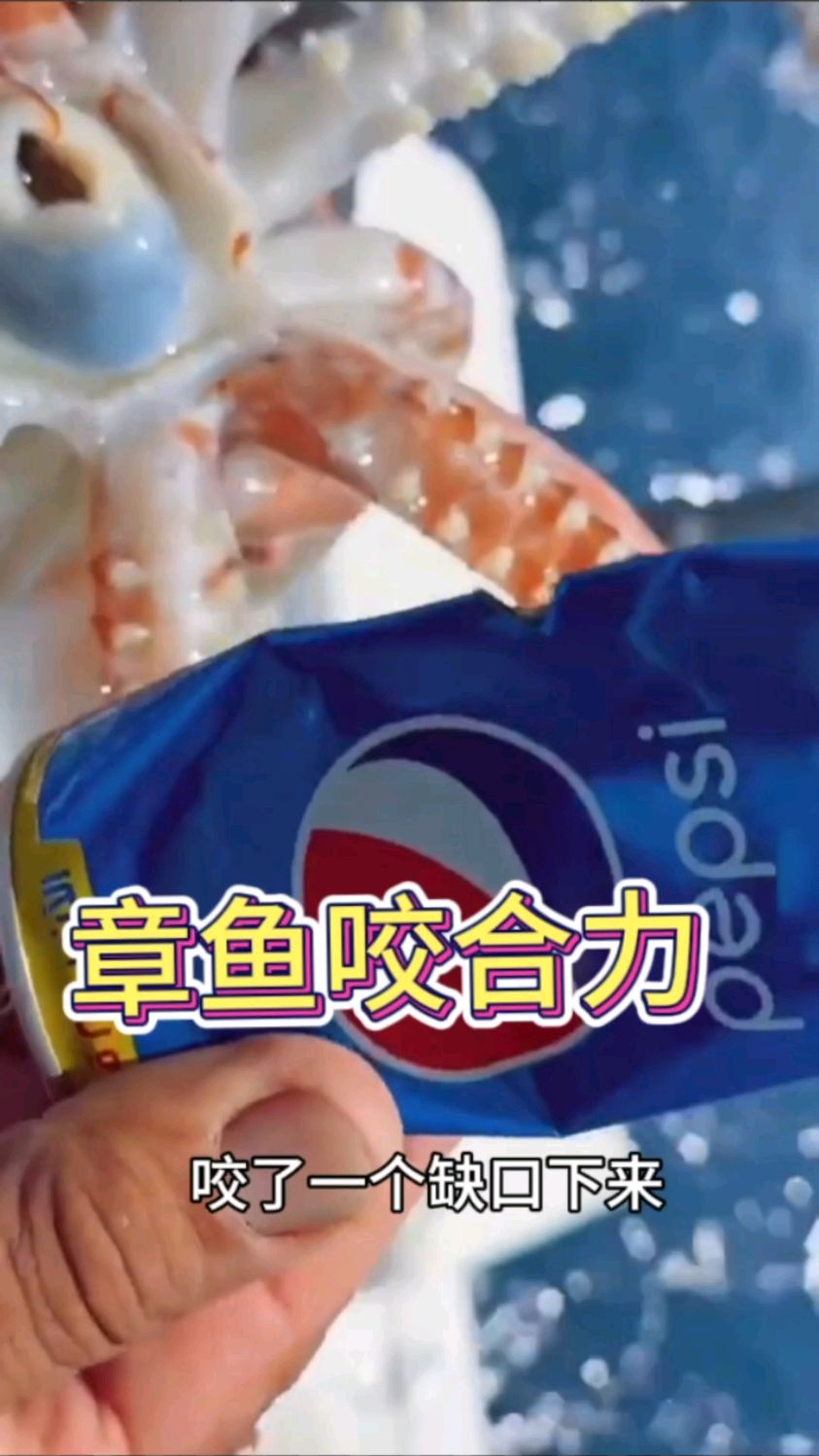 看似温柔的章鱼,咬合力居然那么大