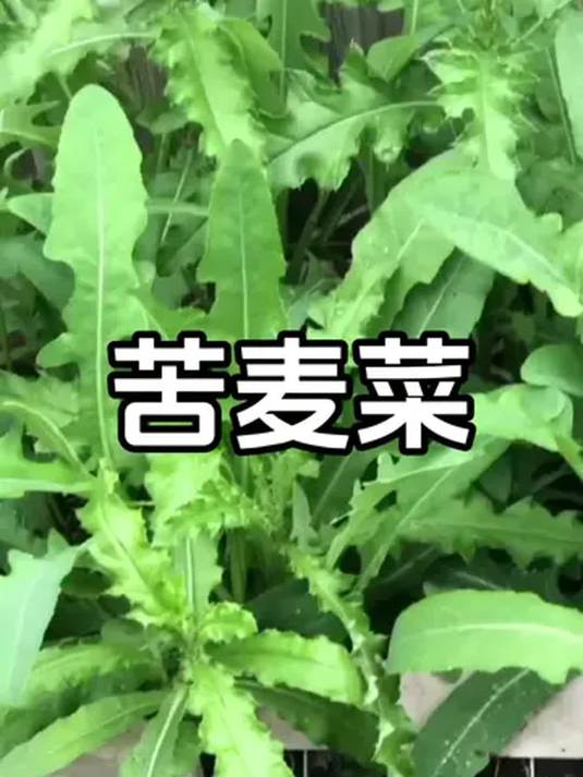 苦麦菜苦麻菜种子:四季耐热 天然良种 快种啦