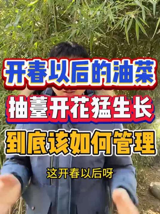 开春油菜猛生长 抽薹开花 怎样管理才恰当