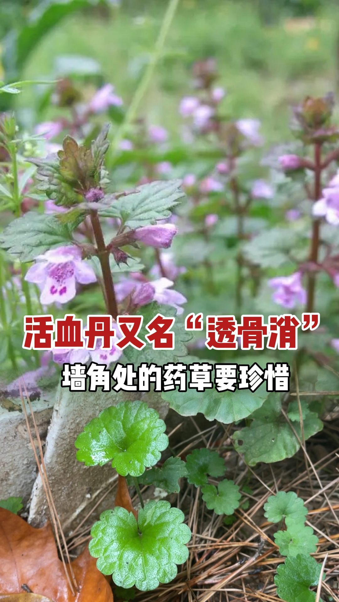 长在墙角处的植物:学名活血丹别名“透骨消”“连钱草”价值珍贵,大家遇到要珍惜