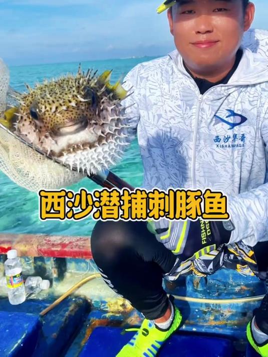 潜捕刺豚鱼 西沙潜捕刺豚鱼,美味不可多得
