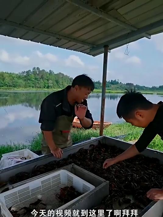 花2500包下龙虾塘里的三十个地笼，能爆笼吗？