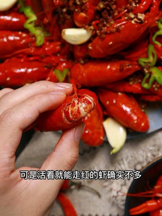 红色的虾都见过，可活着就能走红的虾确实不多
