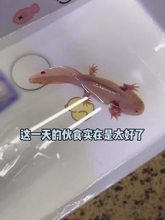 该给它减减肥了……#六角恐龙鱼