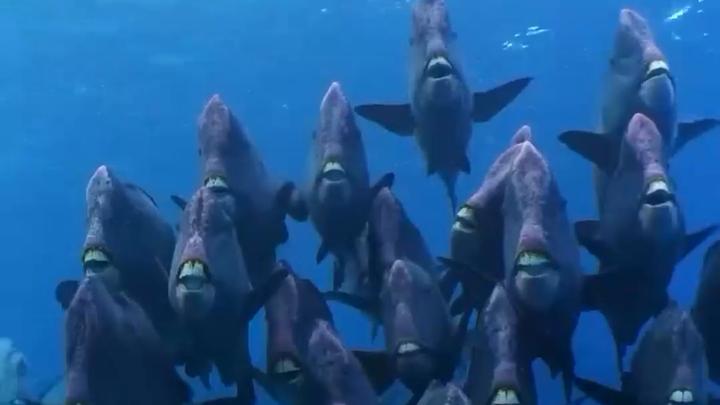 海洋鱼群奇观震撼来袭,探索神秘海底世界的壮丽景象 #海洋