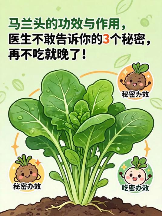 马兰头的功效与作用，医生都不敢告诉你的3个秘密，再不吃就晚了！