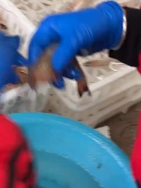 纯野生大对虾包装时沾清水，“没有科技与狠活”