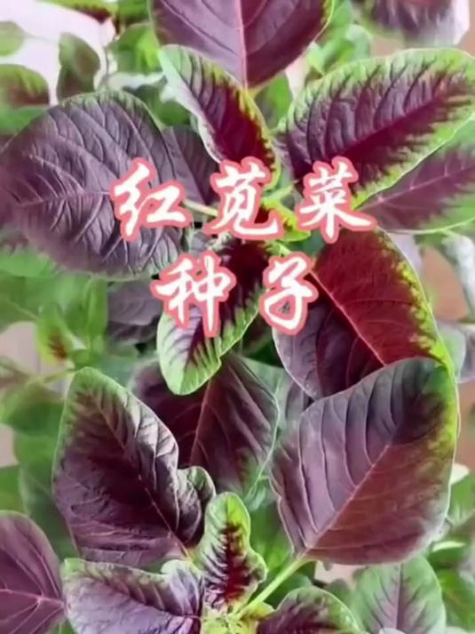 舌尖的期待!播下红苋菜种子,静候红嫩菜叶带来独特美味
