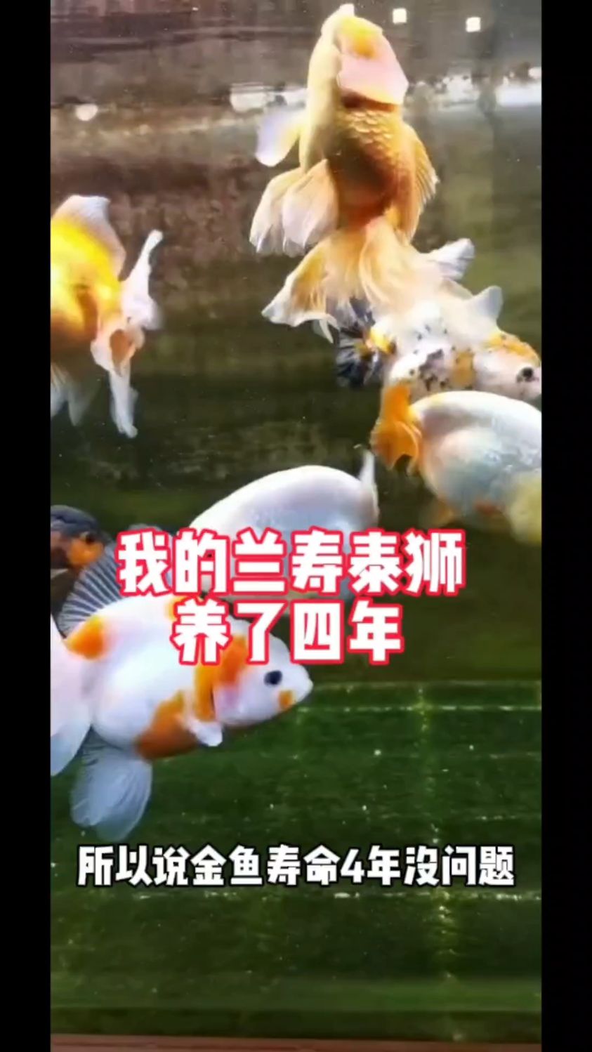 你的兰寿泰狮金鱼养就多久?