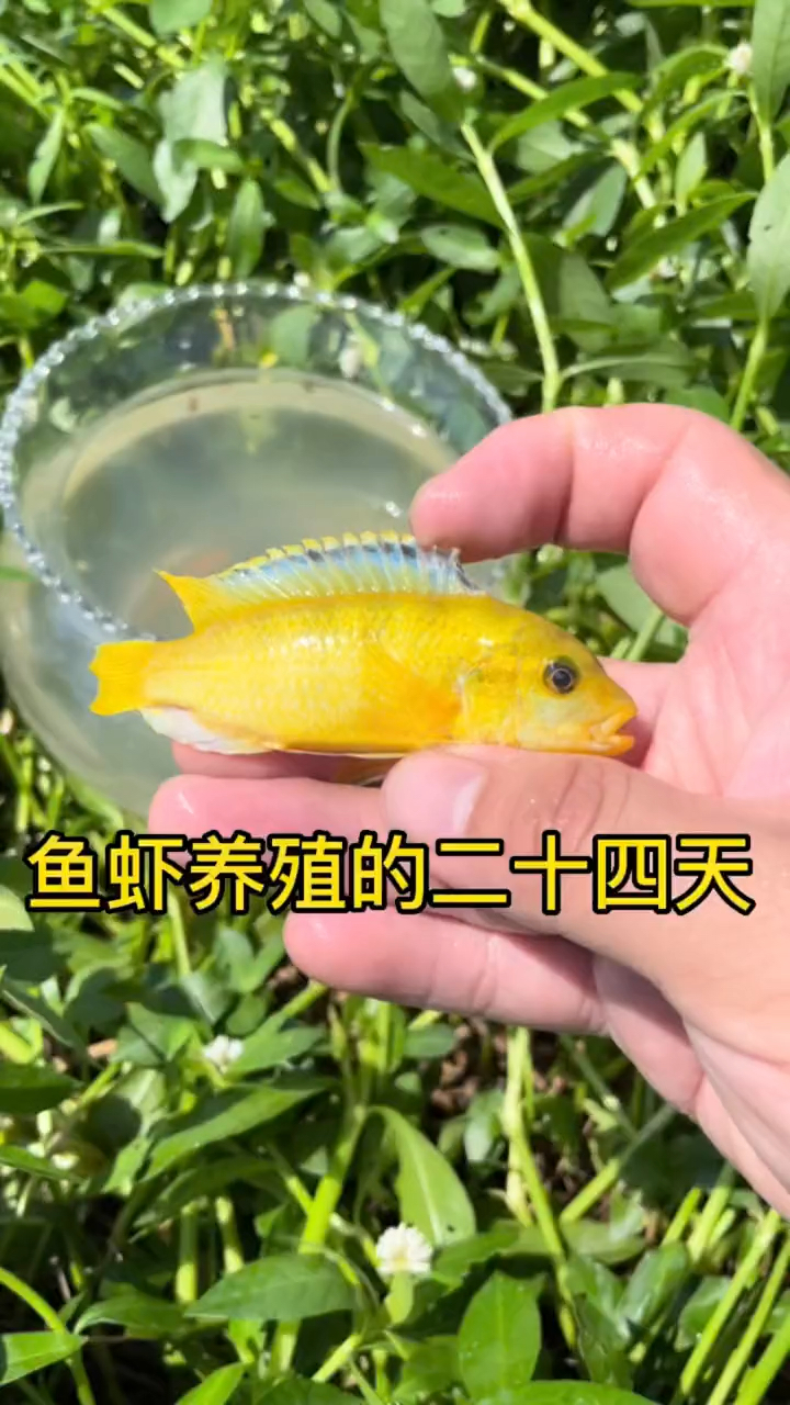 黄金彩色鱼大家见过吗