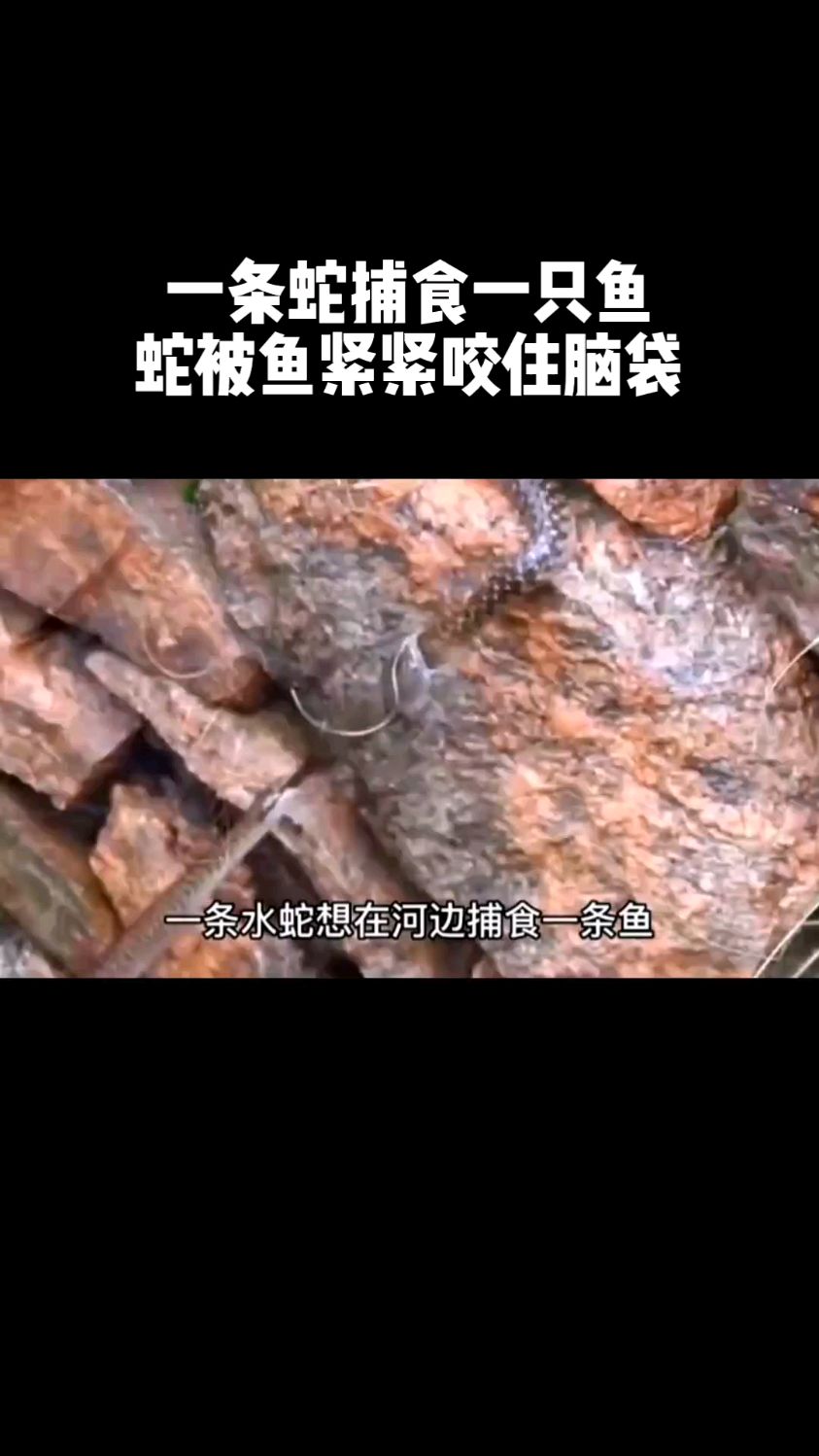 这究竟是蛇吃鱼,还是鱼吃蛇?