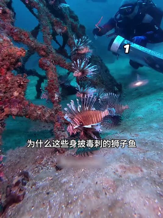 眼看着同伴被捕杀，狮子鱼为何不逃跑？