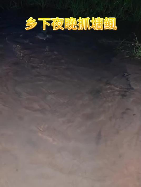 8月12日乡下夜晚抓塘鲺