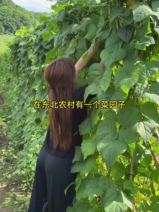 冒泡豆角、腌鸡蒜 这几天园子里的豆角下来太多了,实在是吃不完